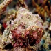 scorpionfish_flasher_is_v_0705_png0957.jpg